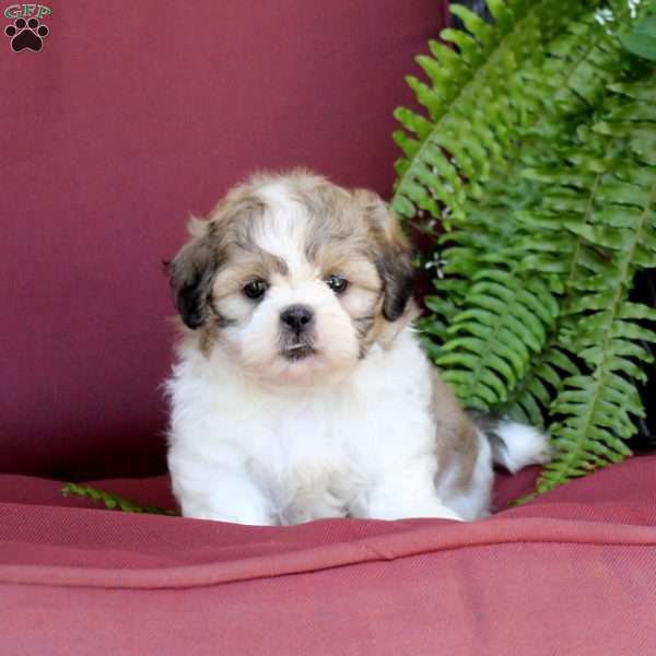 Asher, Shih Tzu Puppy